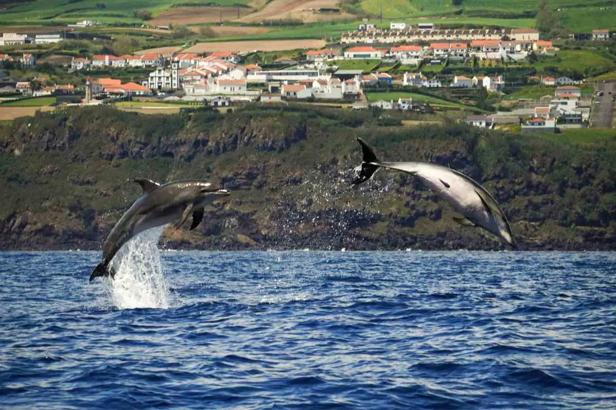 Two dolphins jumping out of the water on a boat trip in the Azores. Photo by Alexandr Lipov on Unsplash