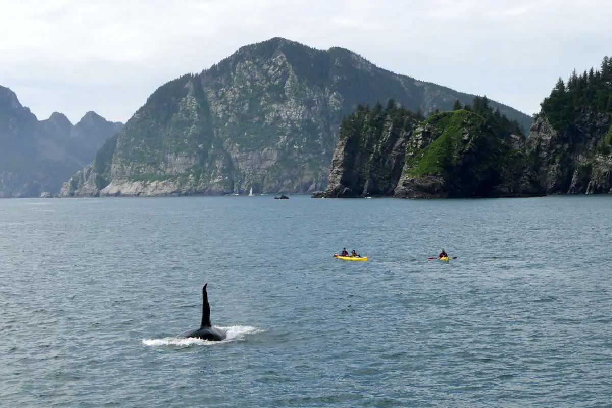 Whale watching tour by kayak in Seward, Alaska, USA. Photo by Dave Meckler from Unsplash