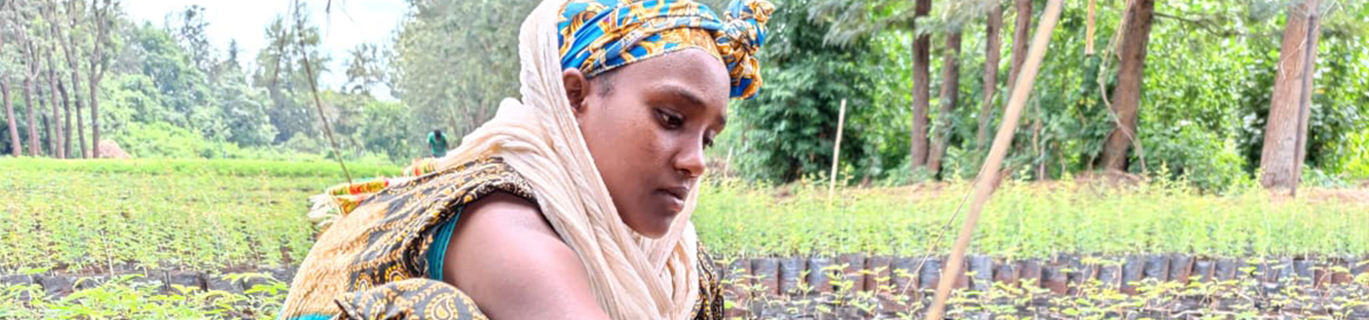 Reviving Ethiopia's Gewocha Forest