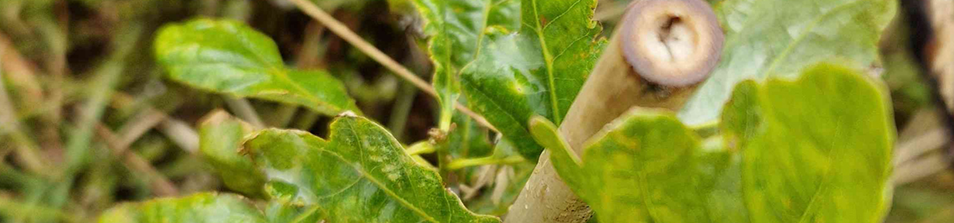 Restoring Kenya's Kakamega Tropical Rainforest