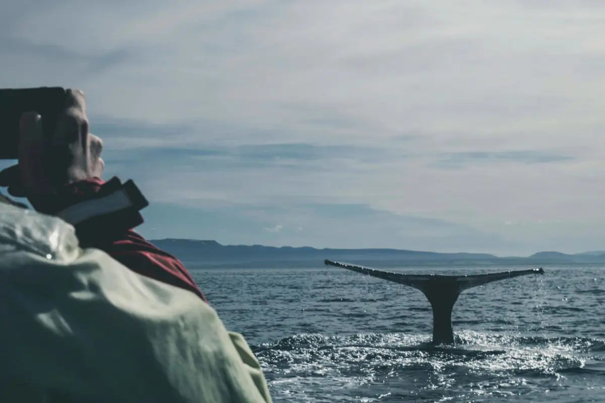 Whale showing it's tale with photographer capturing the moment in North Sailing - Húsavík Whale Watching, Húsavík, Iceland. Photo by Davide Cantelli from Unsplash 