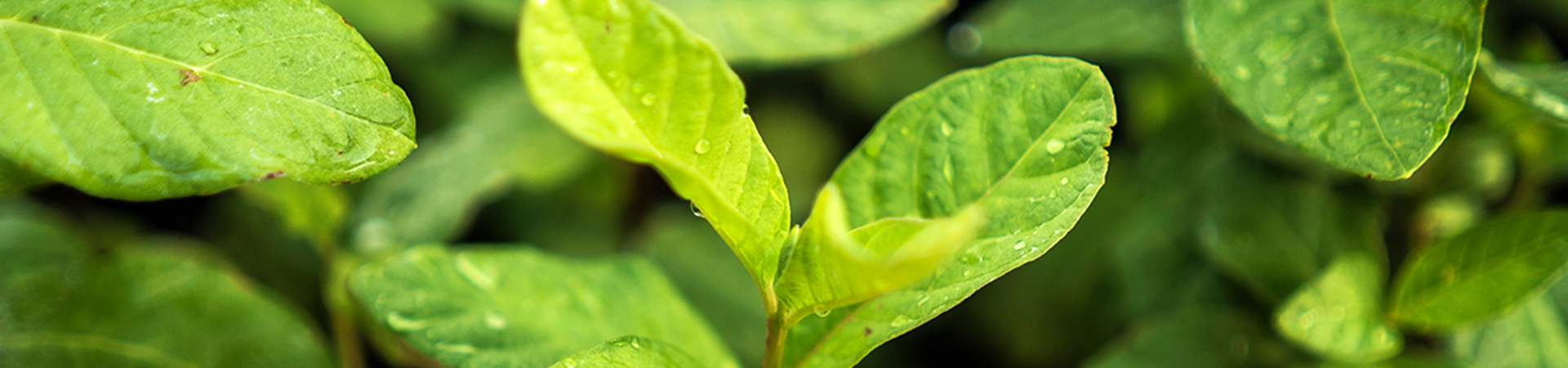Cultivating Sustainable Forest Gardens in Tanzania