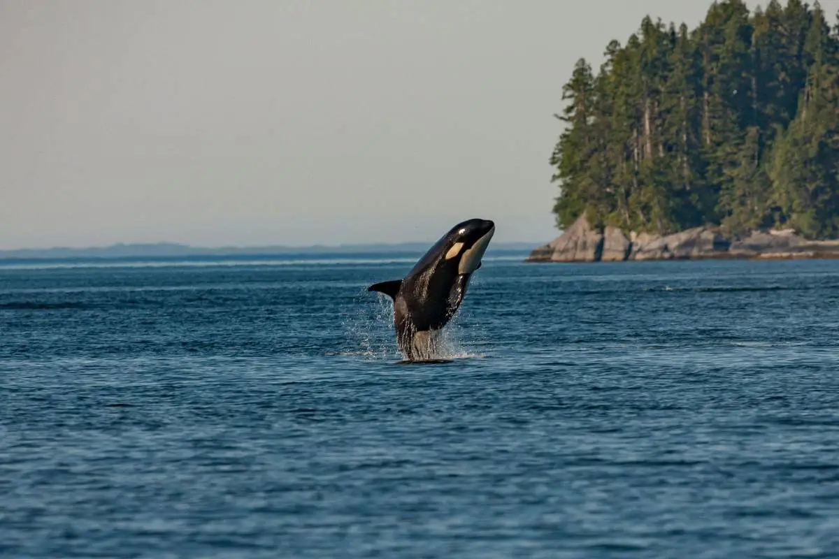 Killer whale jumping from the water in British Colombia, Canada. Photo by Thomas Lipke from Unplash