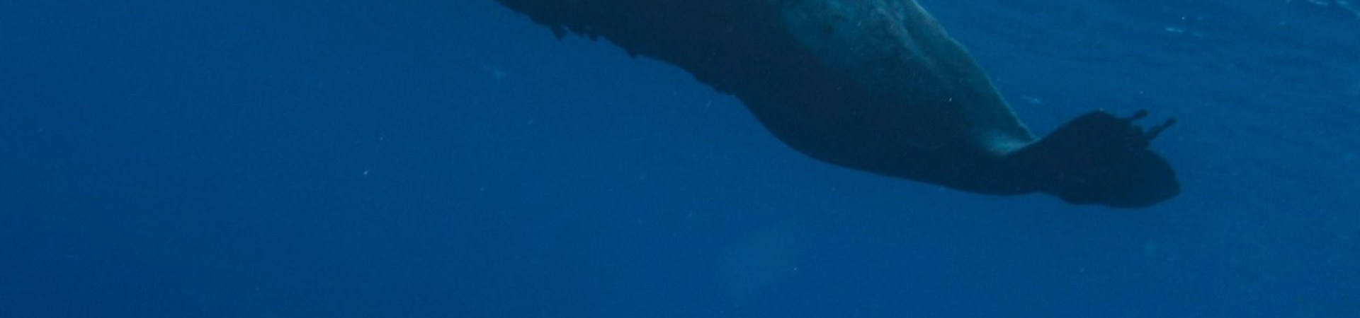 10 Tips for Responsible Whale Watching