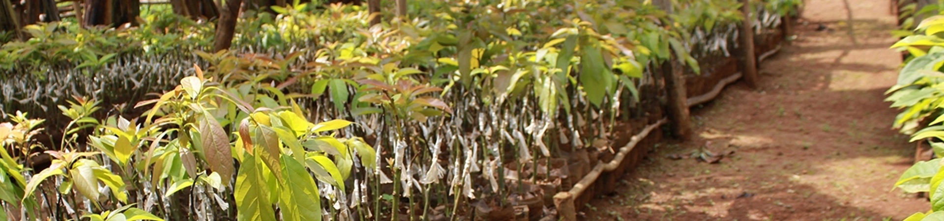 Planting Forest Gardens in Uganda