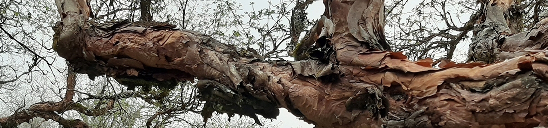 Restoring Andean Forests in Argentina