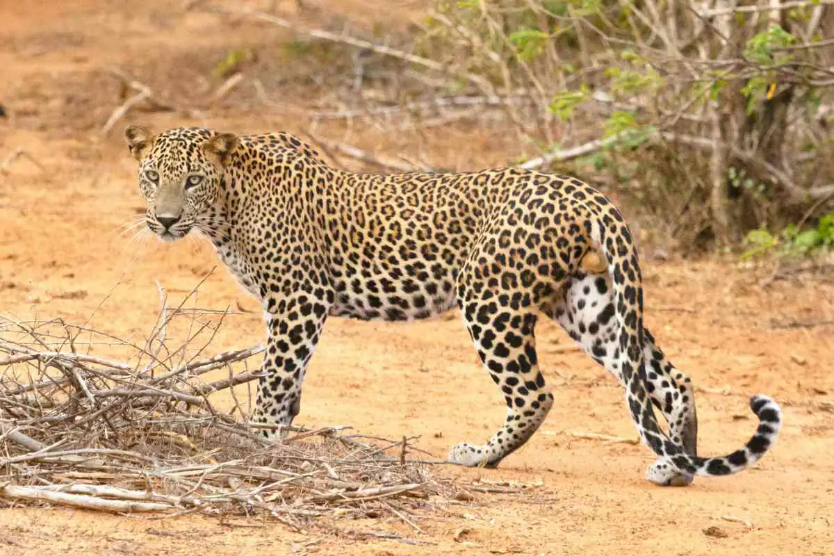 Leopard spotted on a dusty track in Yala National Park, Sri Lanka. Photo by Geoff Brooks from Unsplash