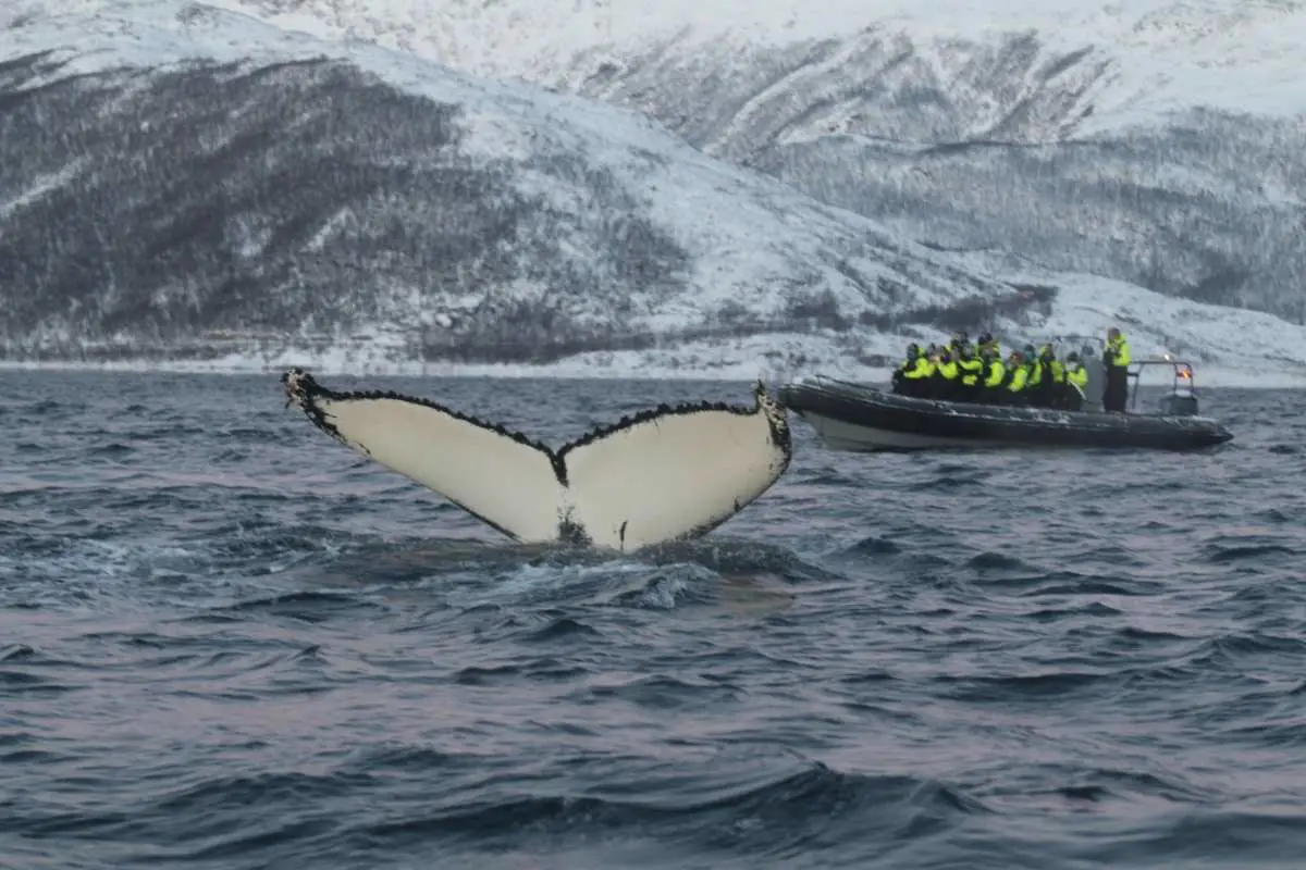 Photographer in Tromsø, Norway, captures the majestic moment a humpback whale dives, revealing its massive white fluke against the choppy Arctic sea and tour boat in the background. Photo by Simon Infanger from Unsplash 